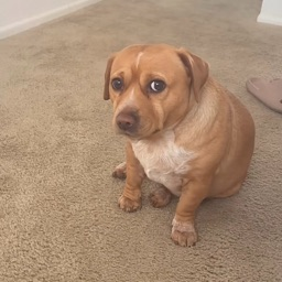 TheUnOfficialHam's profile picture